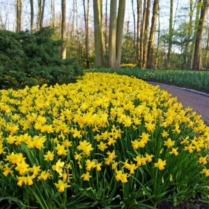 Daffodil tête-à-tête