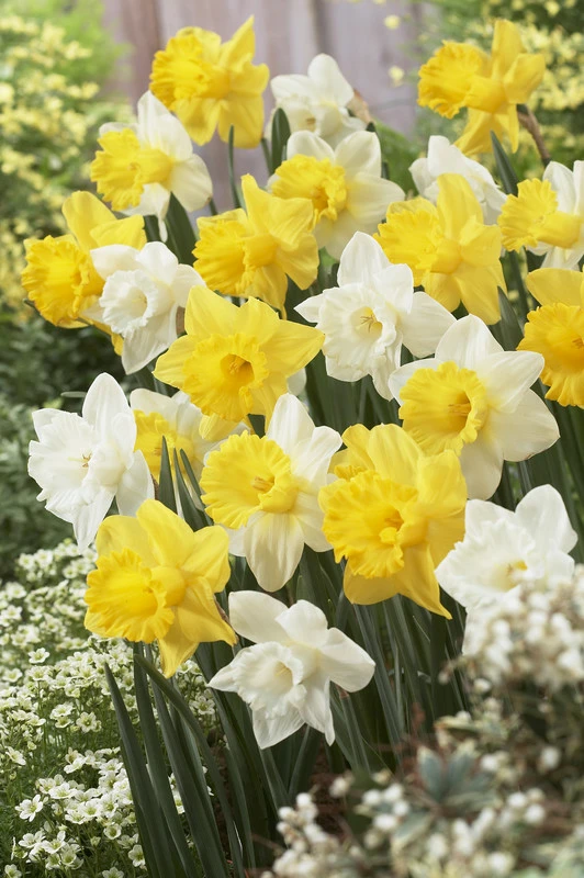 Daffodil Welcoming Trumpets