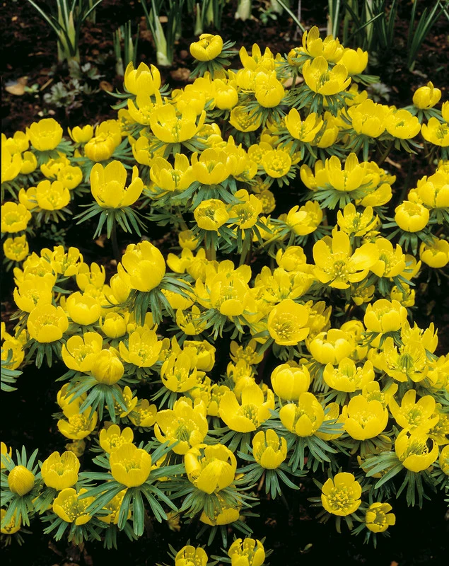 Eranthis hyemalis Eranthis hyemalis