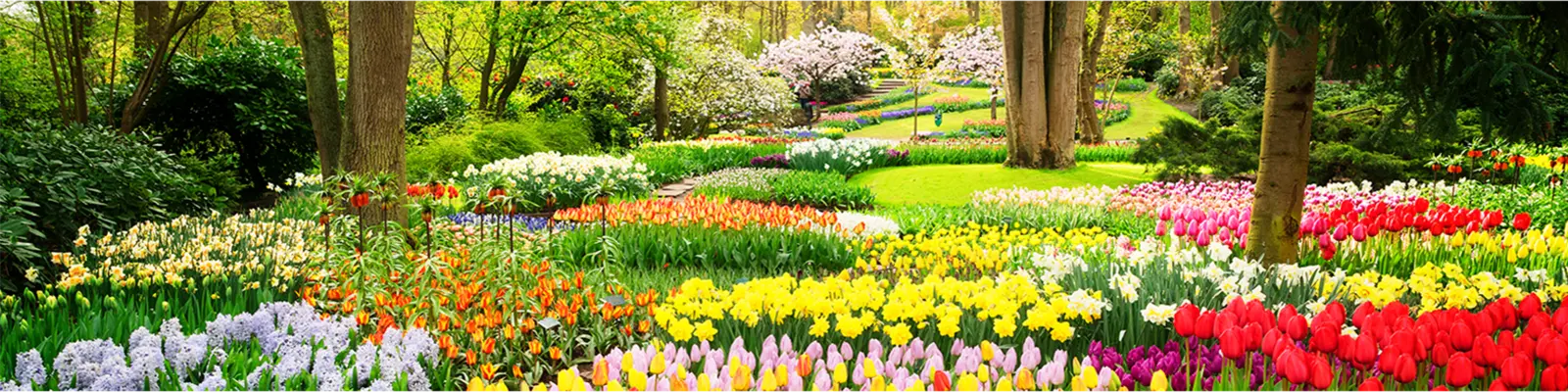 De Vroomen Bulb Canada INC.