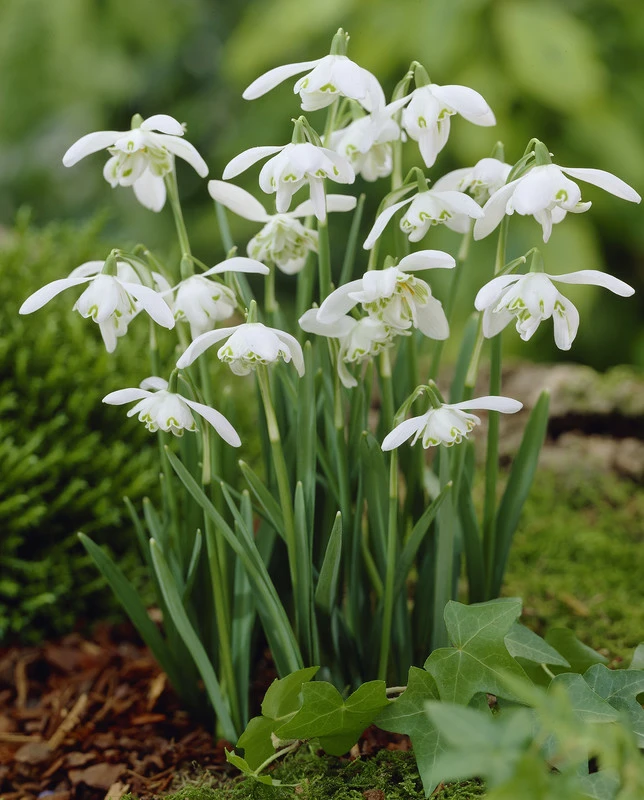 Galanthus