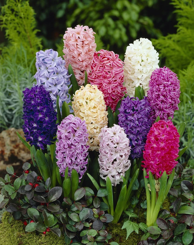 Hyacinth Mixed