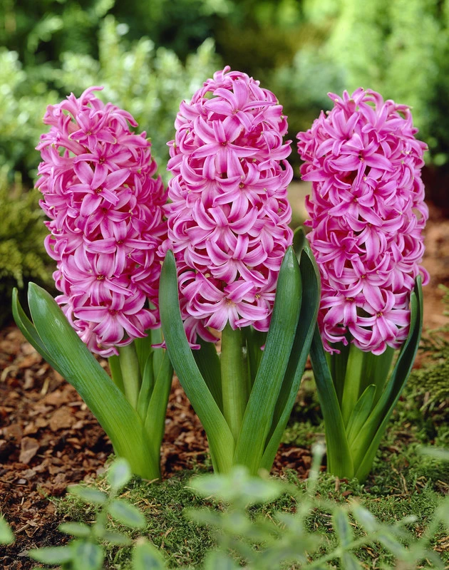 Hyacinth Pink Pearl
