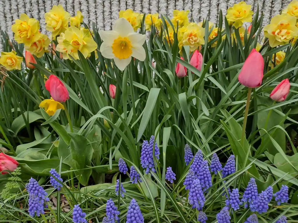 DeVroomen Bulb Canada De Vroomen