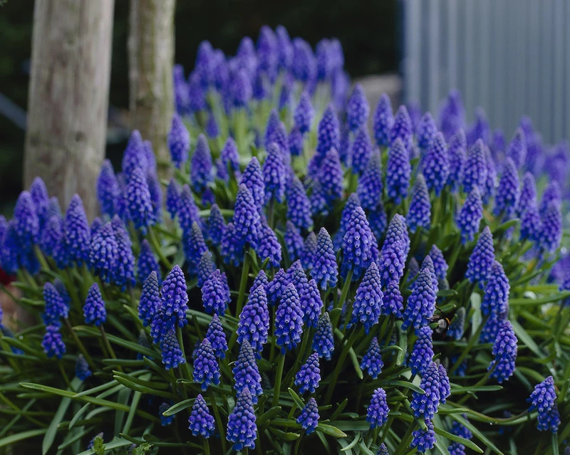 Muscari armeniacum Muscari armeniacum