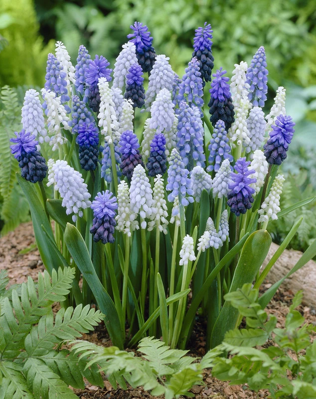 Muscari Mixed Muscari Mixed