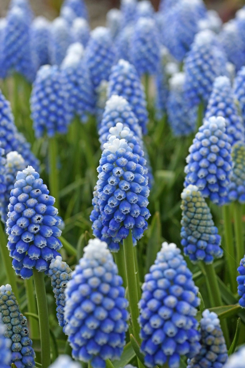 Muscari Ocean Magic Muscari Ocean Magic