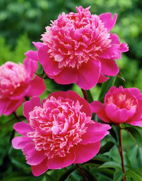 Paeonia Madame Debatene Paeonia Madame Debatene