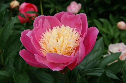 Peony Bowl of Beauty Peony Bowl of Beauty
