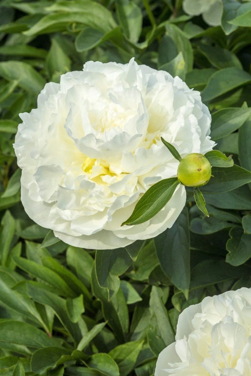 Peony Duchesse de Nemours Peony Duchesse de Nemours