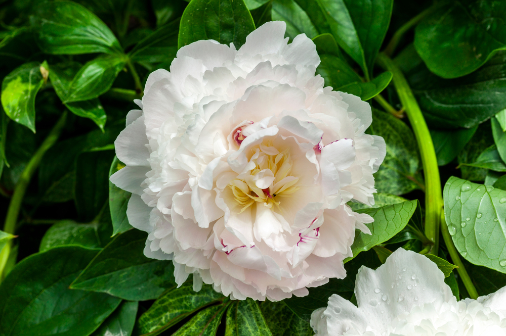 Peony Eden's Perfume Peony Eden's Perfume
