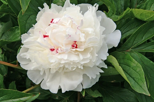 Peony Festiva Maxima Peony Festiva Maxima