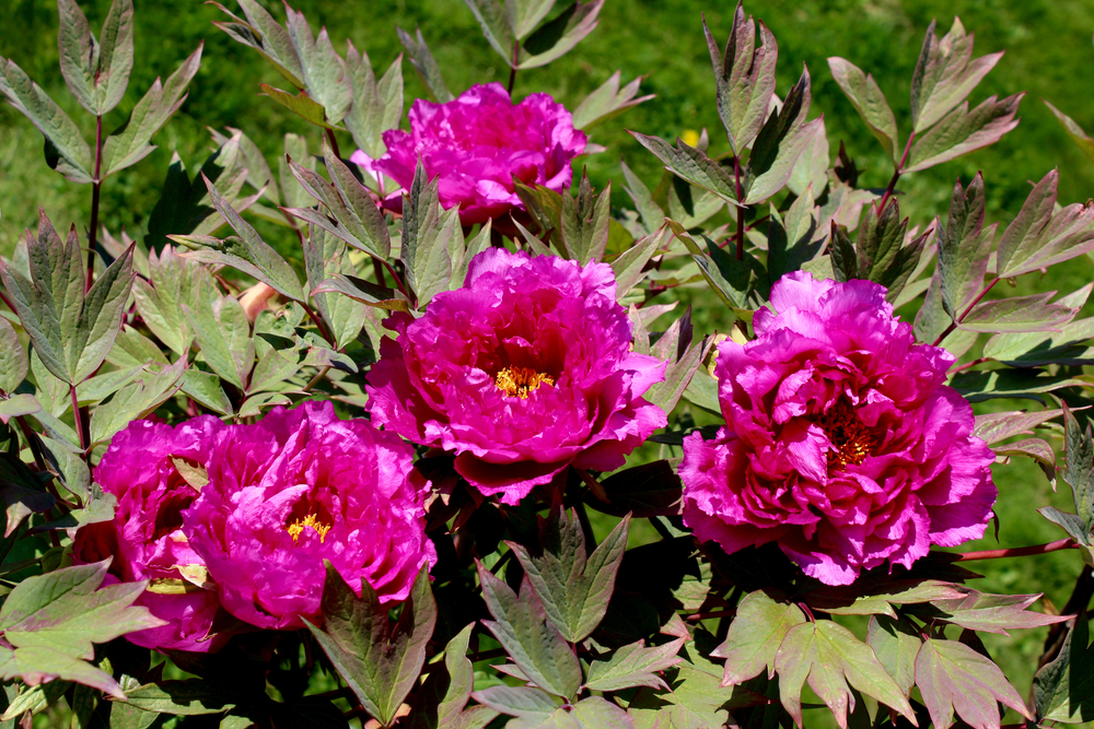 Peony Inspecteur Lavergne Peony Inspecteur Lavergne