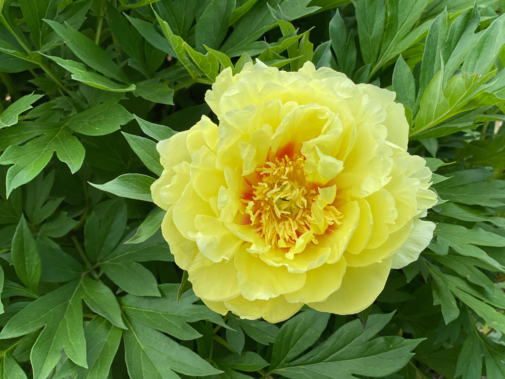 Peony Itoh-Hybrid 'Bartzella' Peony Itoh-Hybrid 'Bartzella'