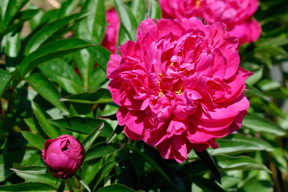 Peony Kansas Peony Kansas