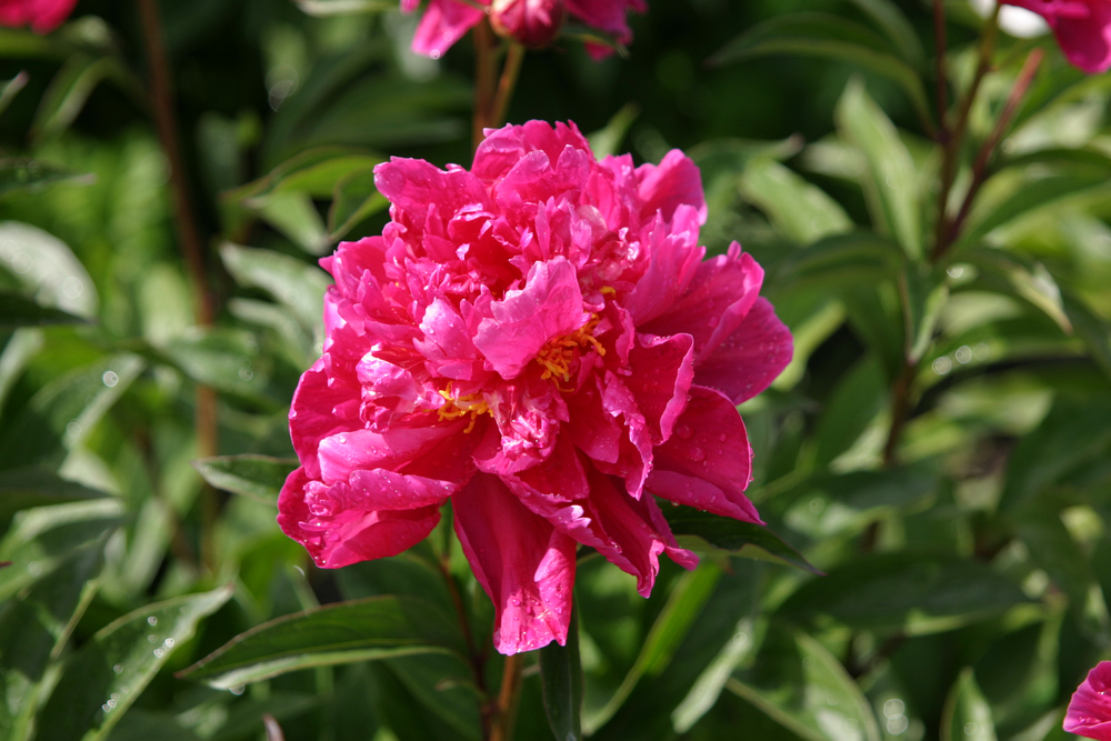 Peony Karl Rosenfield Peony Karl Rosenfield
