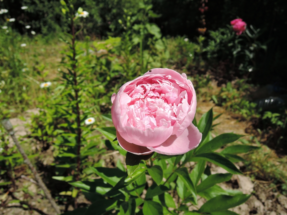Peony Lady Orchid Peony Lady Orchid
