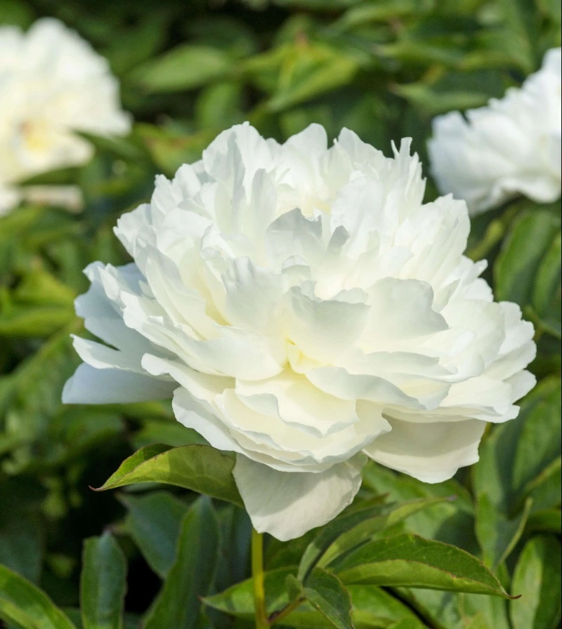 Peony Shirley Temple Peony Shirley Temple