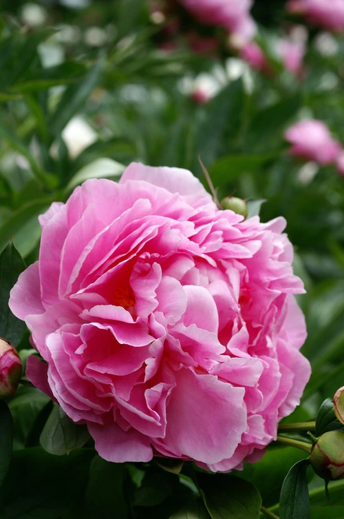 See all peonies