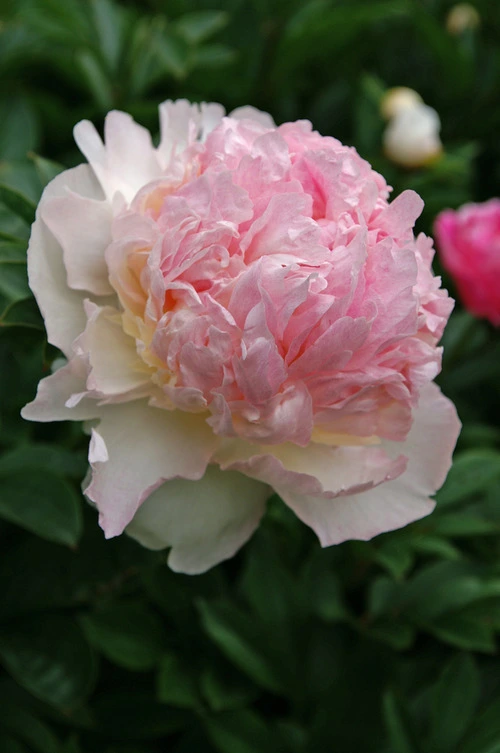 See all peonies
