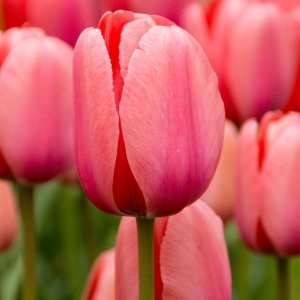 View all Tulips