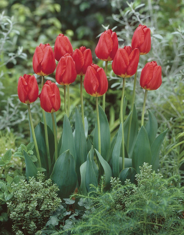 View all Tulips View all Tulips