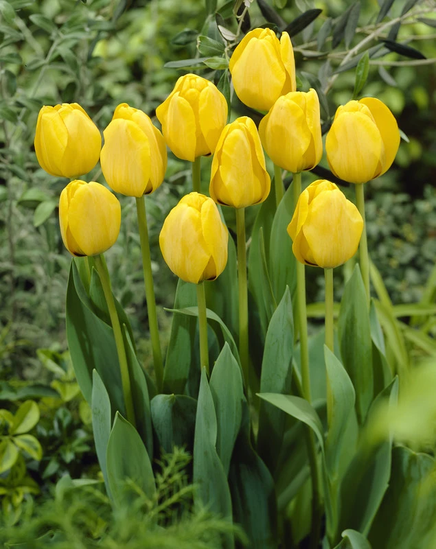 View all Tulips