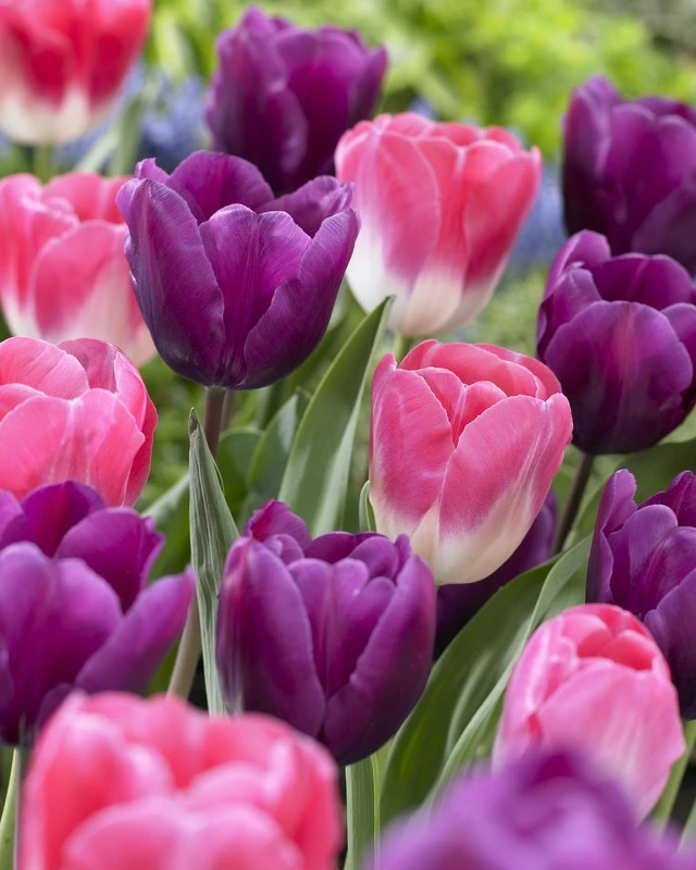 View all Tulips