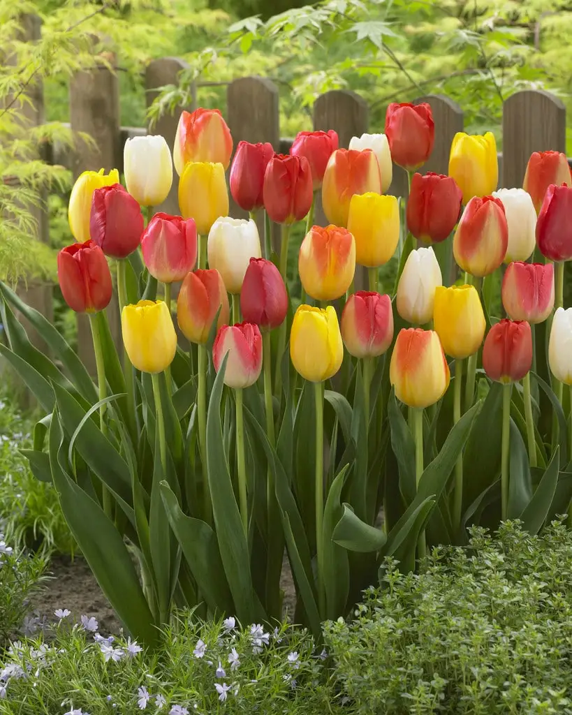 View all Tulips