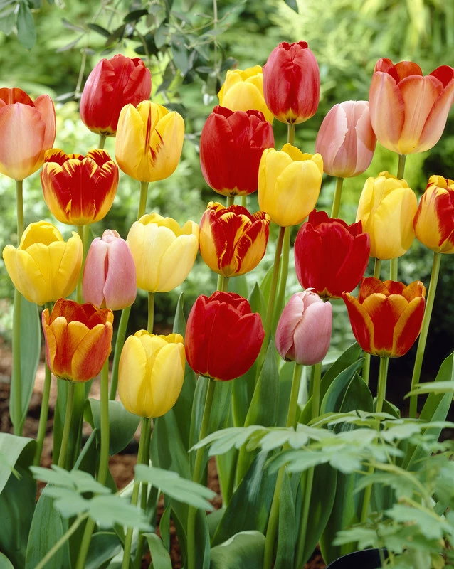 Tulip Darwin Hybrid Mix