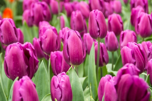 Tulip Purple Flag