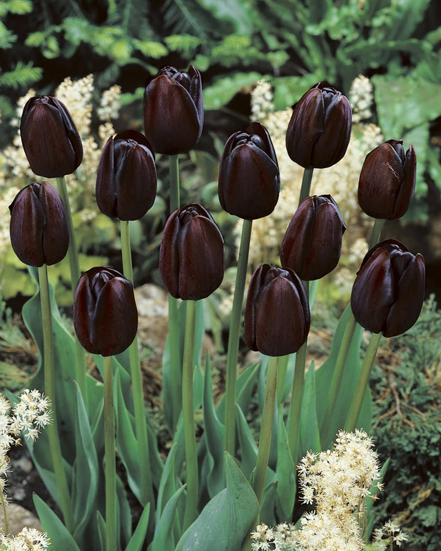 Tulip Queen of Night