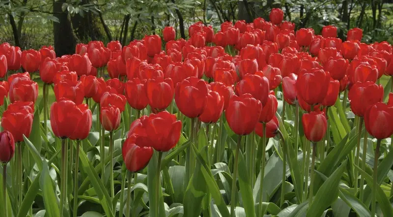 Tulip Red Impression