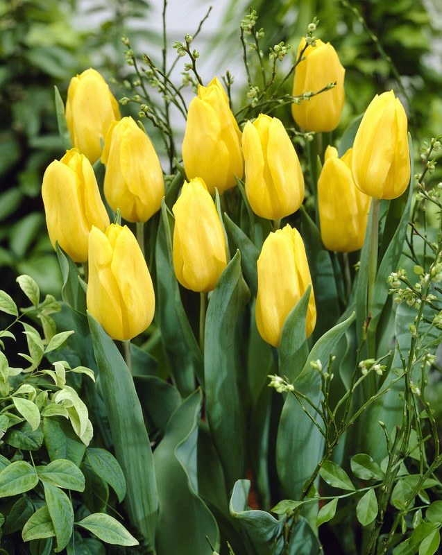 Tulip Strong Gold