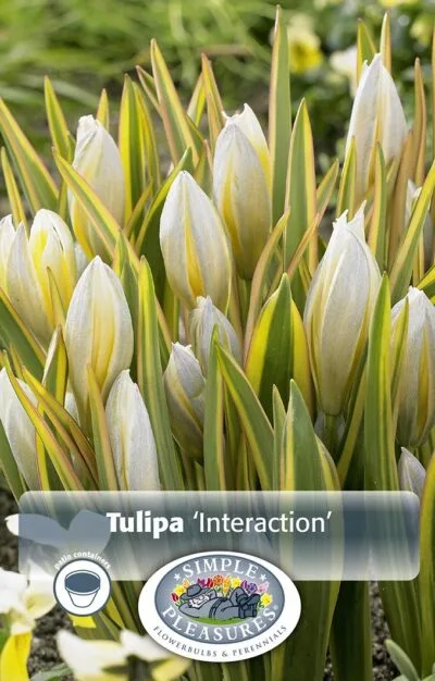 Tulipa Interaction