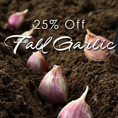 25% Off Fall Garlic