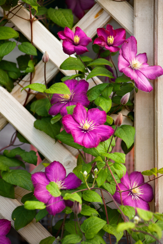 2024 Clematis & Vines