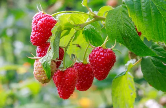 Spring 2025 - Bare Root Fruit