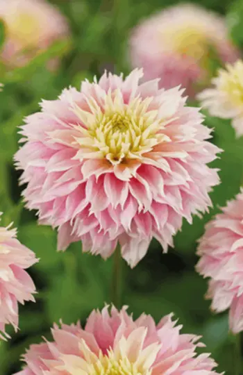 Spring 2025 - Must Have Dahlias