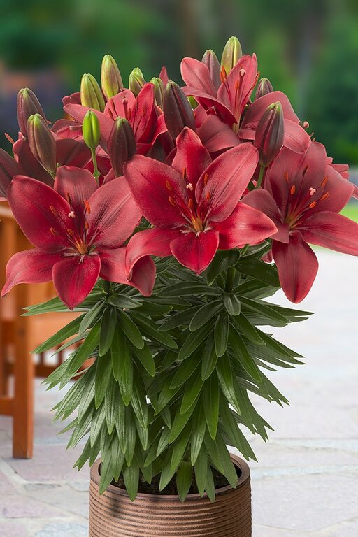 Asiatic Lilium - De Vroomen