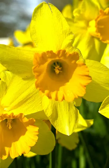 Daffodils - New Varieties for Fall 2024!