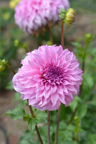 Dahlias for Potting