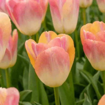 Darwin Hybrid Tulips