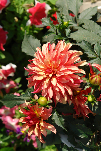 Dinner Plate Dahlias