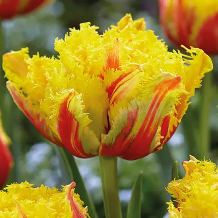 Double Tulips Large, Long-lasting Beauties!