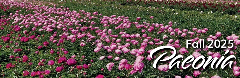 Fall 2025 - Beautiful Peonies!
