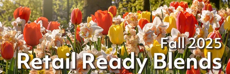 Fall 2025 - Beautiful Retail Ready Bulb Blends