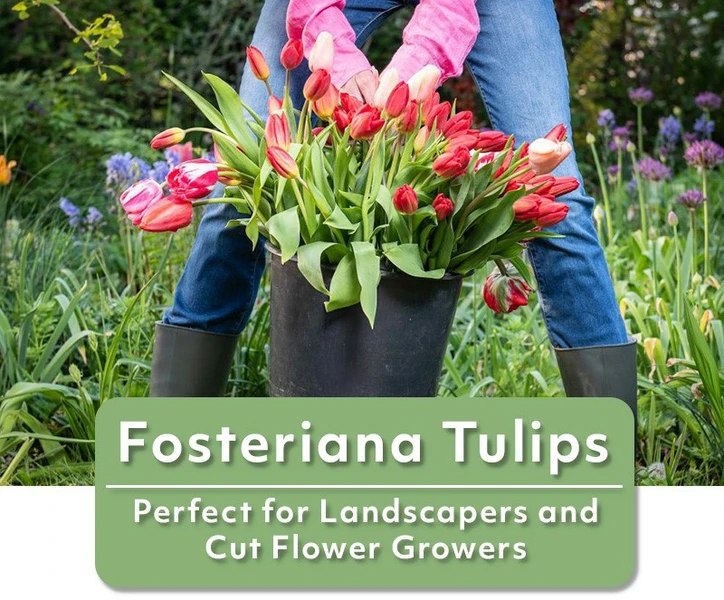 Fall 2025 - Fosteriana Tulips - Perfect for Landscapers and Cut Flower Growers