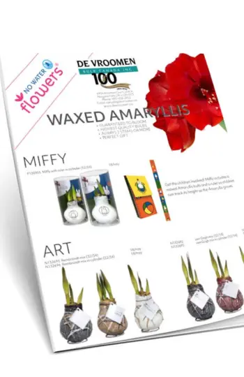 Fall 2025 - No Water Wax Amaryllis
