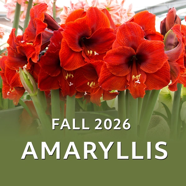 Fall 2026 -Amaryllis